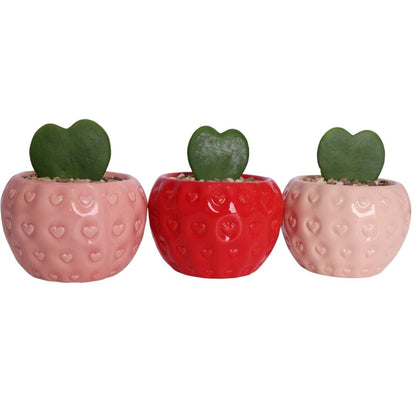 1x Ceramic Pot - Del Fruit- Assorted - D9cm