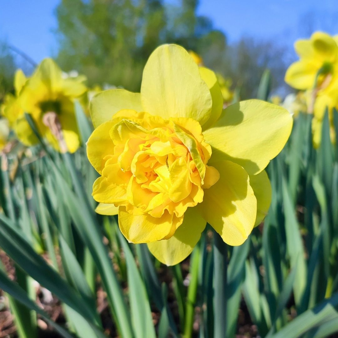 Daffodil-Narcissus - Dick Wilden (Double) - 5 bulbs p-pack (253)