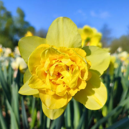 Daffodil-Narcissus - Dick Wilden (Double) - 5 bulbs p-pack (253)
