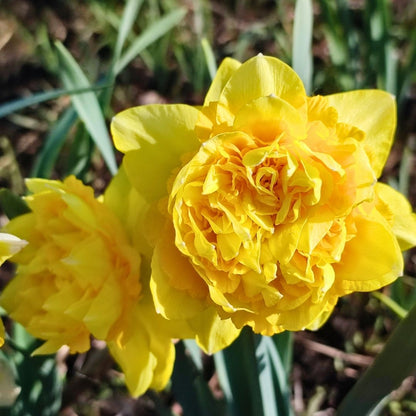 Daffodil-Narcissus - Dick Wilden (Double) - 5 bulbs p-pack (253)