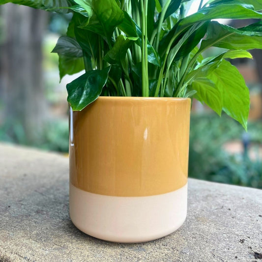 Cylinder Ceramic Dip-Dye Planter  - Various Options