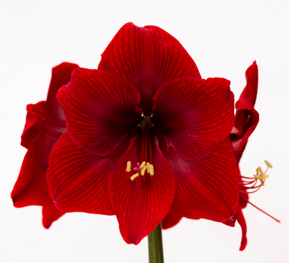 Amaryllis Sonata Single - Dynamite™ - 2 bulbs p-pack (426)
