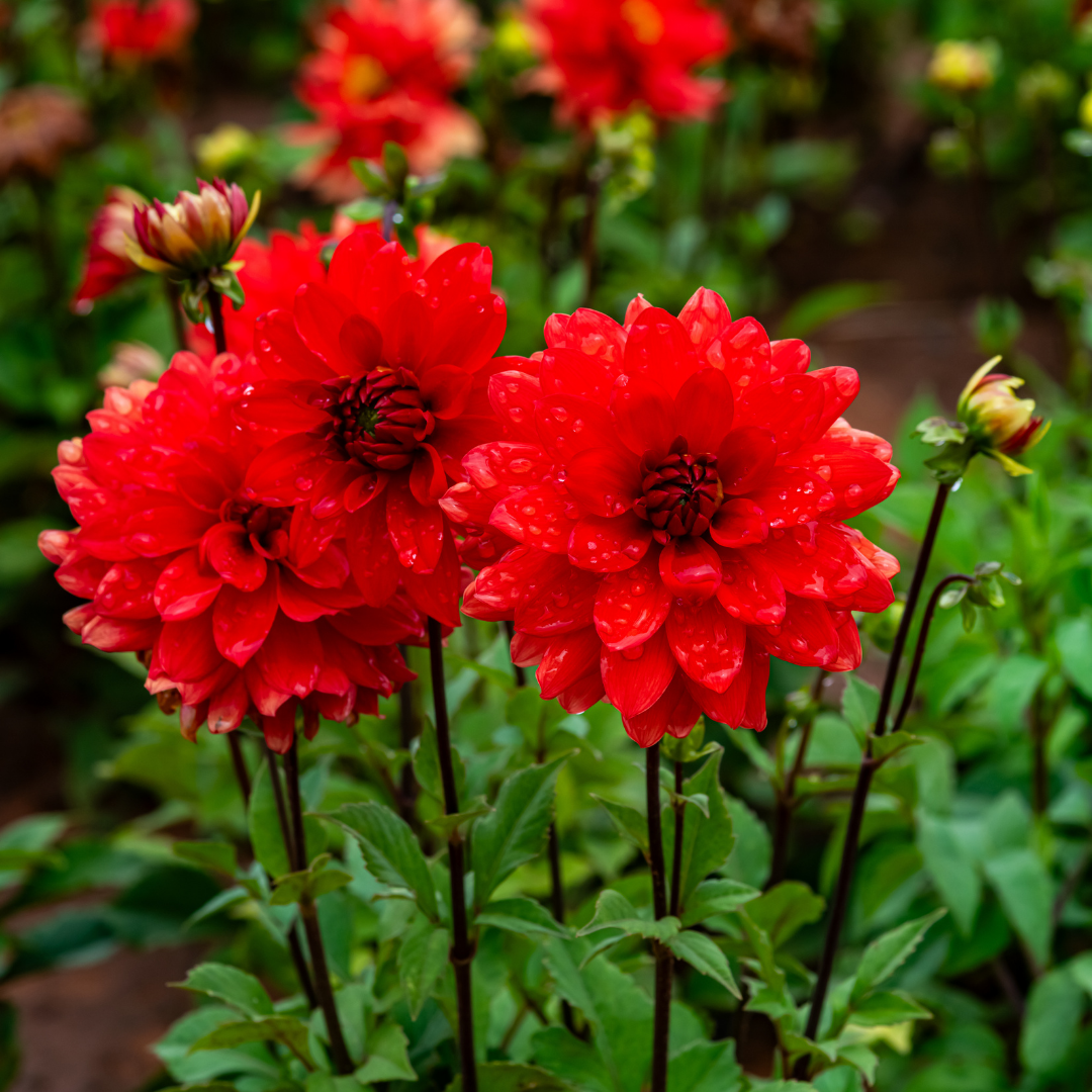 Dahlia Decorative - Eclat - 1 bulb p-pack (6144)