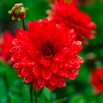 Dahlia Decorative - Eclat - 1 bulb p-pack (6144)