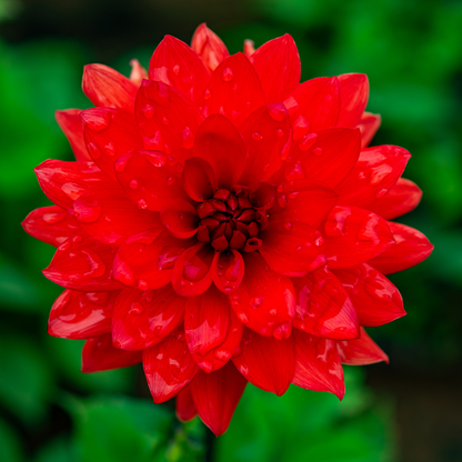 Dahlia Decorative - Eclat - 1 bulb p-pack (6144)