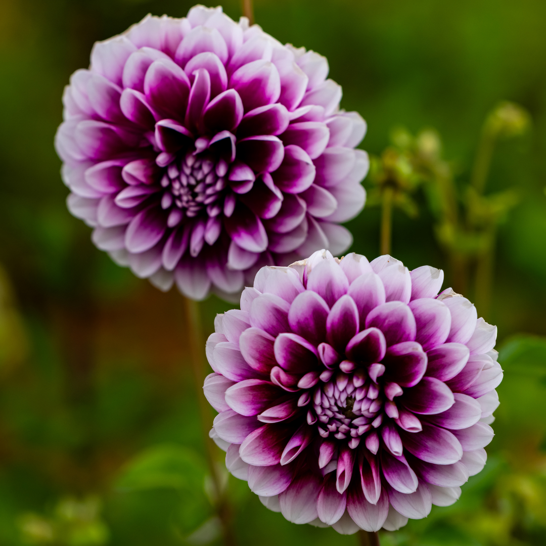 Dahlia Decorative - Edinburgh - 1 bulb p-pack (187)