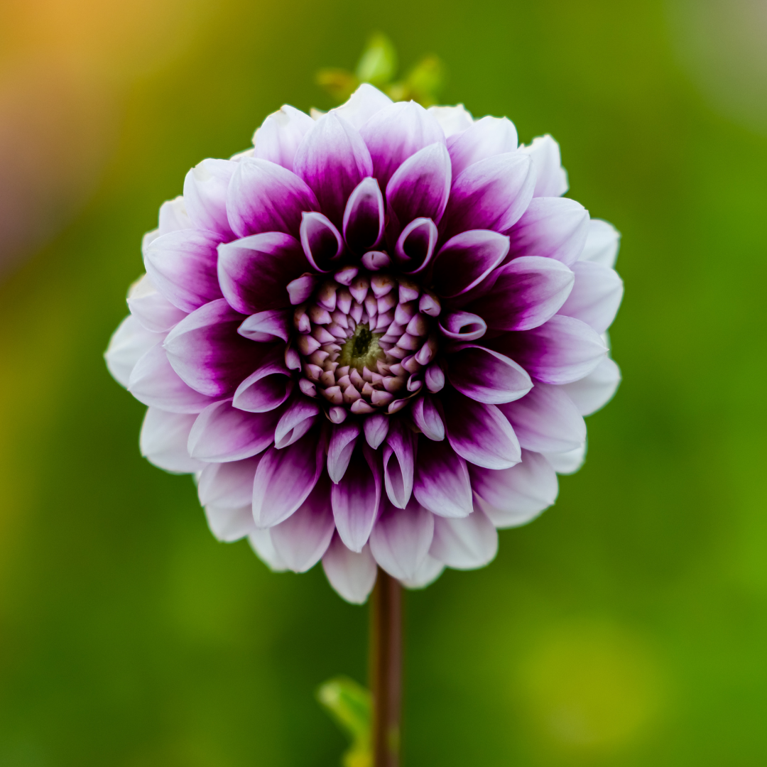 Dahlia Decorative - Edinburgh - 1 bulb p-pack (187)