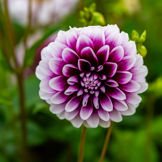 Dahlia Decorative - Edinburgh - 1 bulb p-pack (187)