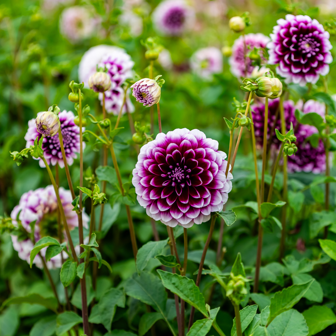 Dahlia Decorative - Edinburgh - 1 bulb p-pack (187)