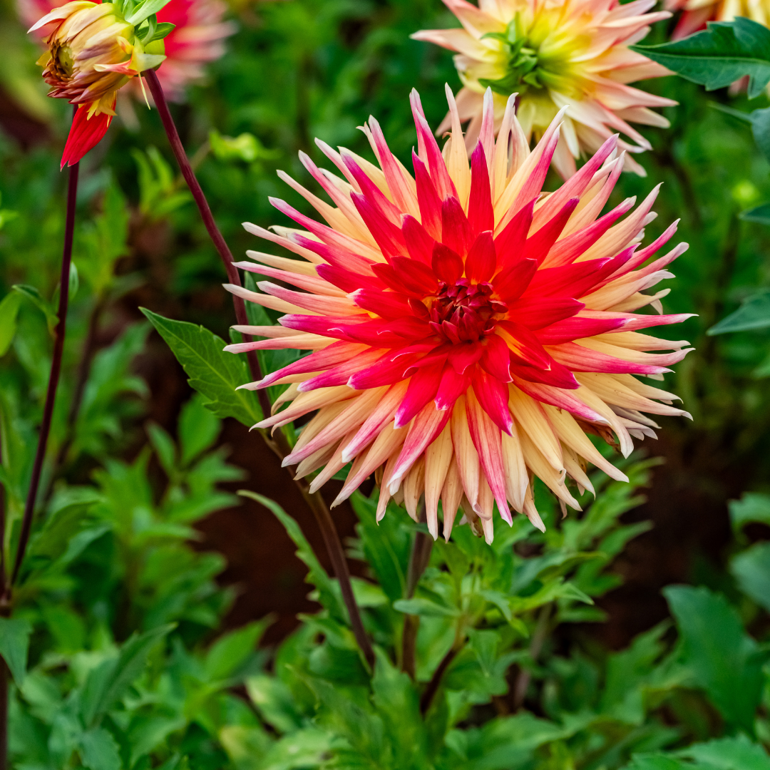 Dahlia Semi-Cactus - Electric Flash - 1 bulb p-pack (6569)
