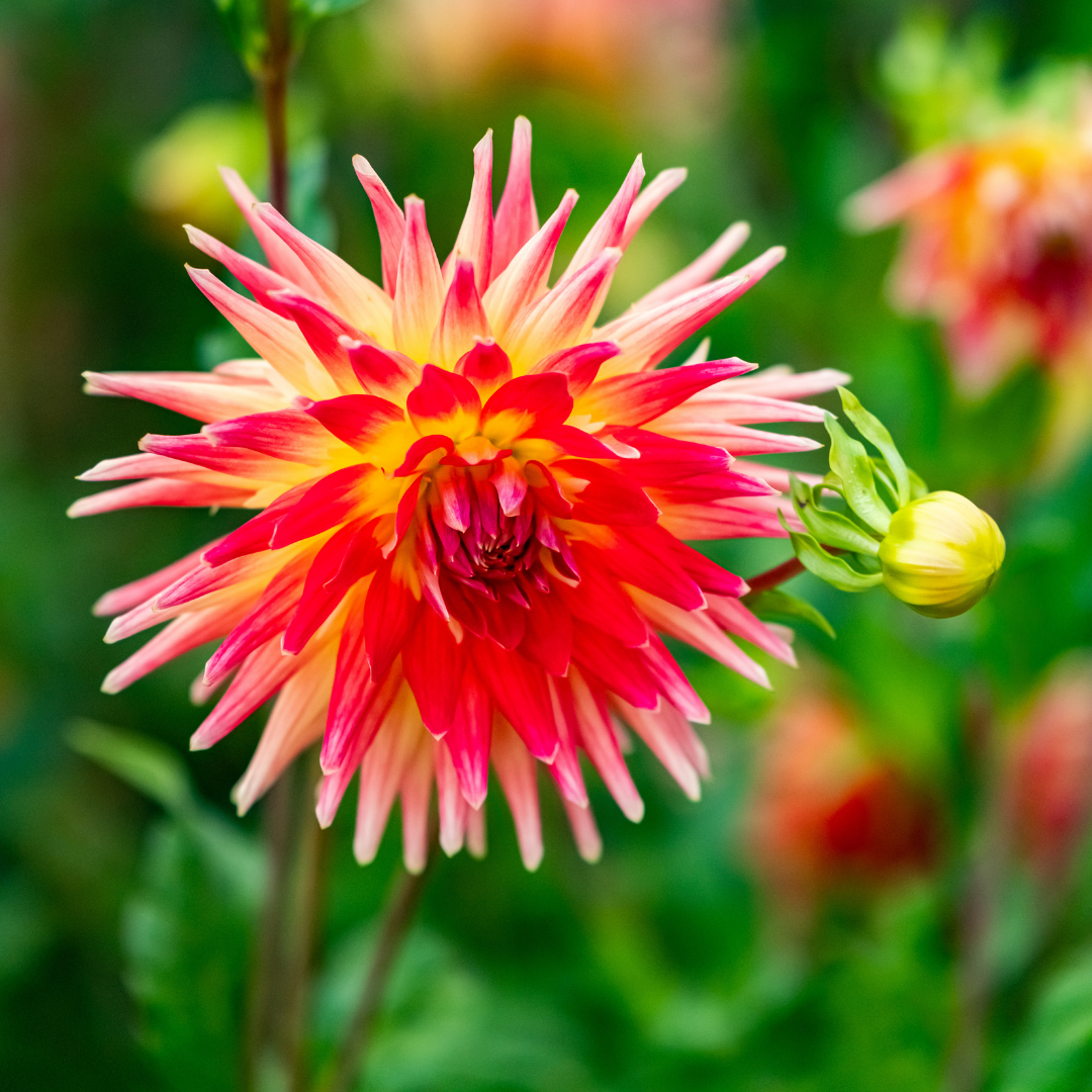 Dahlia Semi-Cactus - Electric Flash - 1 bulb p-pack (6569)