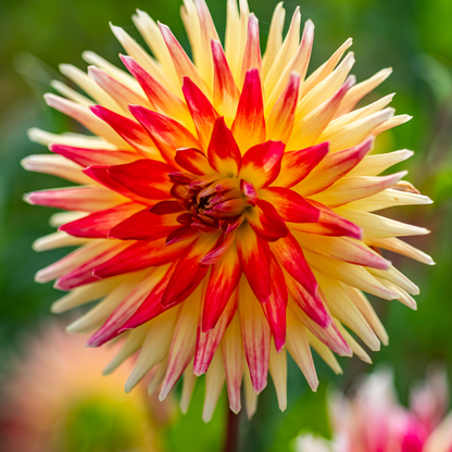 Dahlia Semi-Cactus - Electric Flash - 1 bulb p-pack (6569)