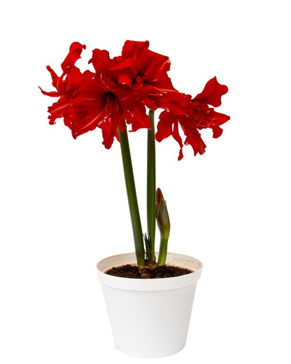 Amaryllis Sonata Double - Fanfare™ - 2 bulbs p-pack (4423)