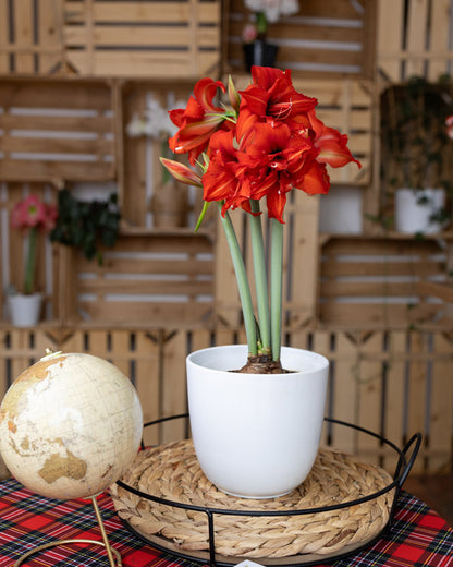 Amaryllis Sonata Double - Fanfare™ - 2 bulbs p-pack (4423)