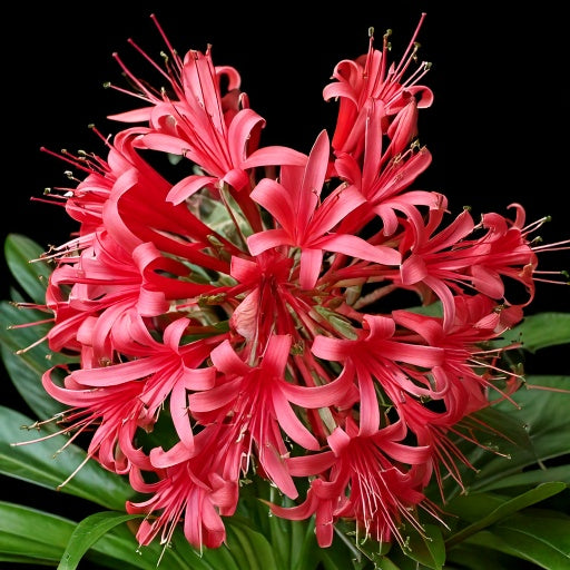 Ammocharis coranica - 2 bulbs p/pack