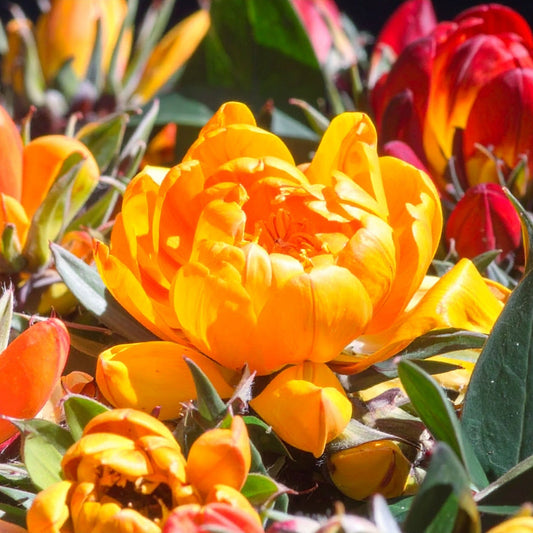 Daubenya -  Mixed - 8 bulbs p-pack