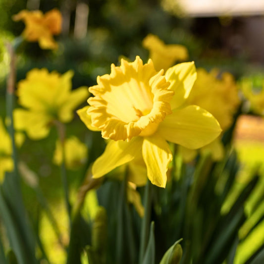 Daffodil-Narcissus - Flower Carpet - 5 bulbs p-pack (37)