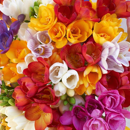 Freesias - Double Mixed (Regular) - 50 bulbs p-pack (214)