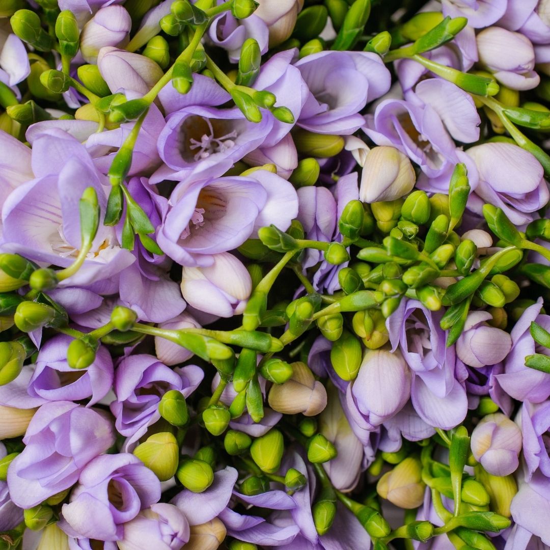 Freesias - Lilac - 25 bulbs p-pack (77)