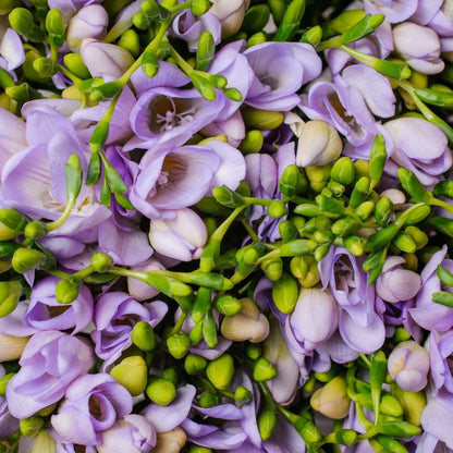 Freesias - Lilac - 25 bulbs p-pack (77)