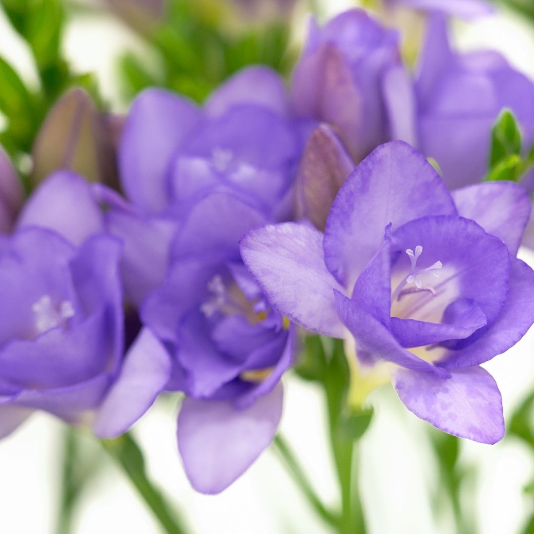 Freesias - Lilac - 25 bulbs p-pack (77)