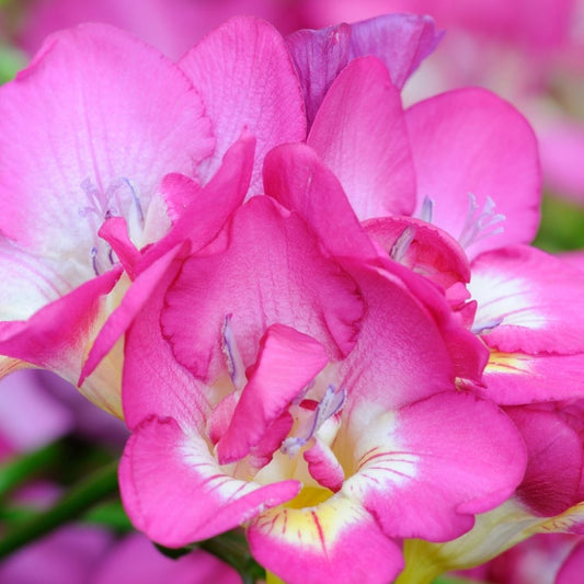 Freesias - Pink - 25 bulbs p-pack (238)