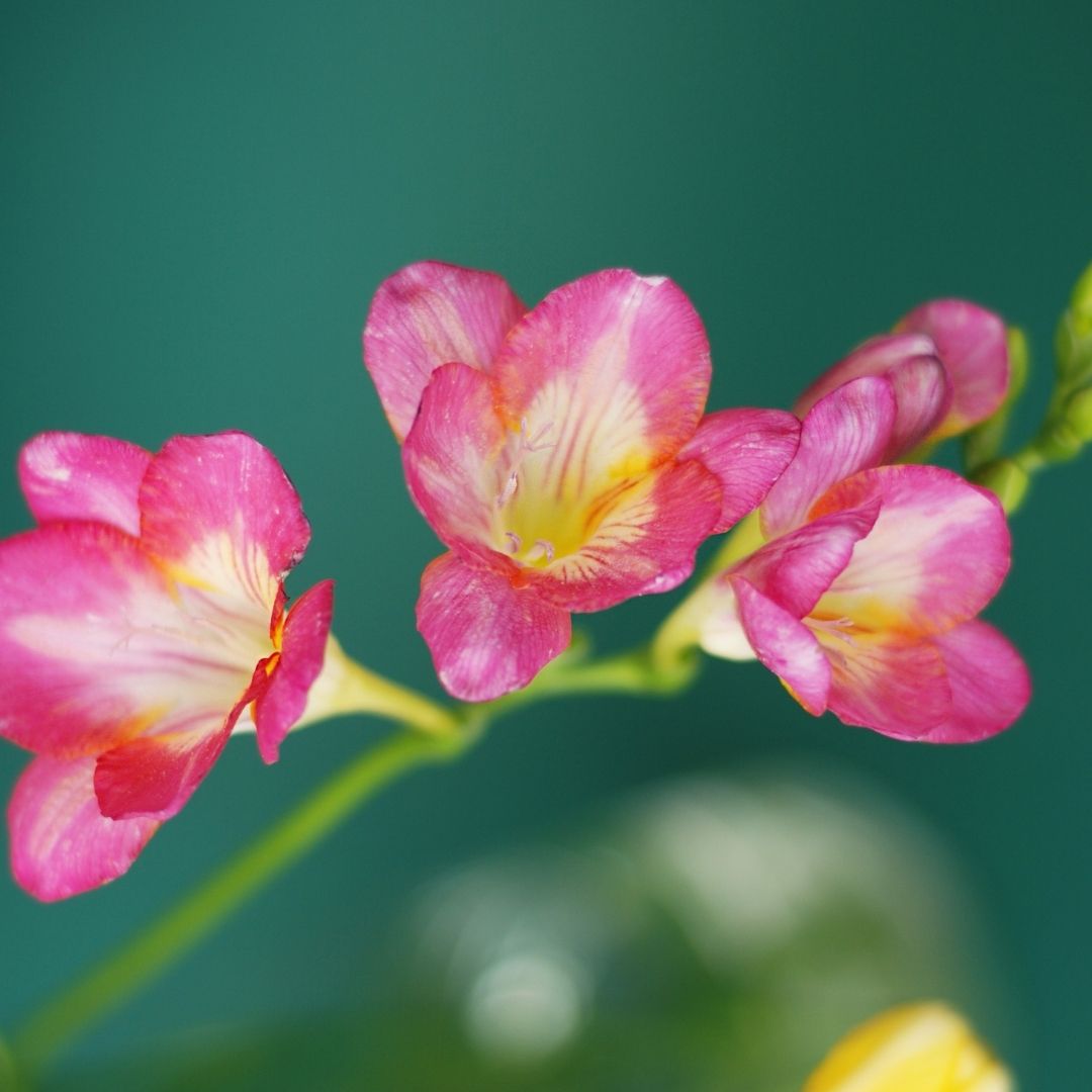 Freesias - Pink - 25 bulbs p-pack (238)