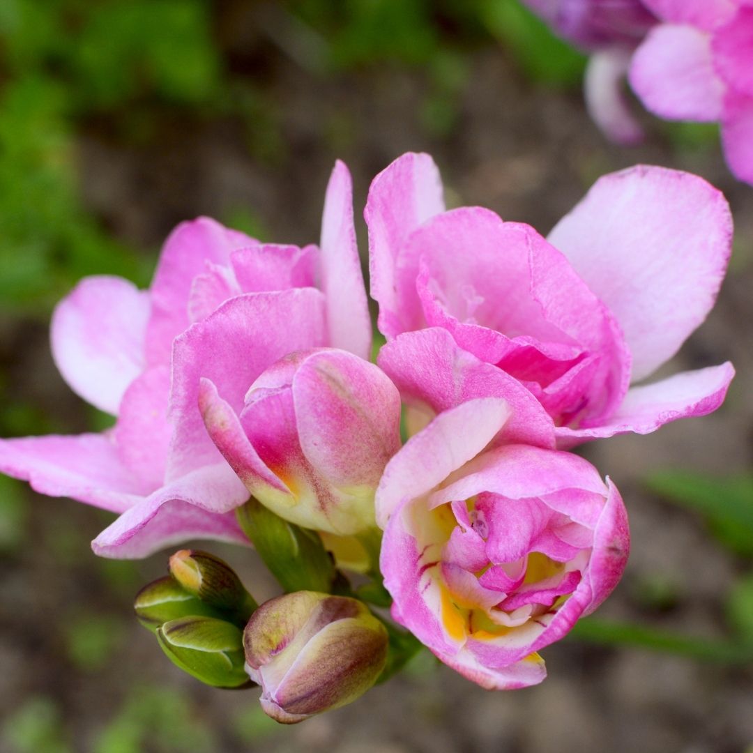 Freesias - Pink - 25 bulbs p-pack (238)