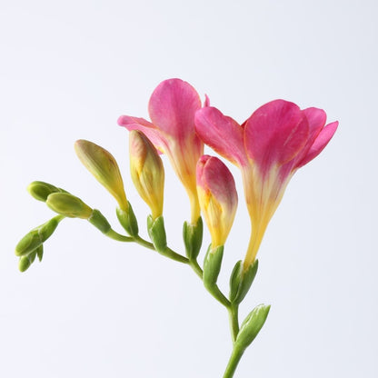 Freesias - Pink - 25 bulbs p-pack (238)