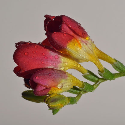 Freesias - Red with yellow centre - 25 bulbs p-pack (76)