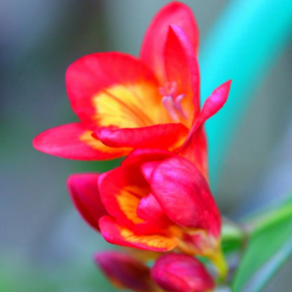 Freesias - Red with yellow centre - 25 bulbs p-pack (76)