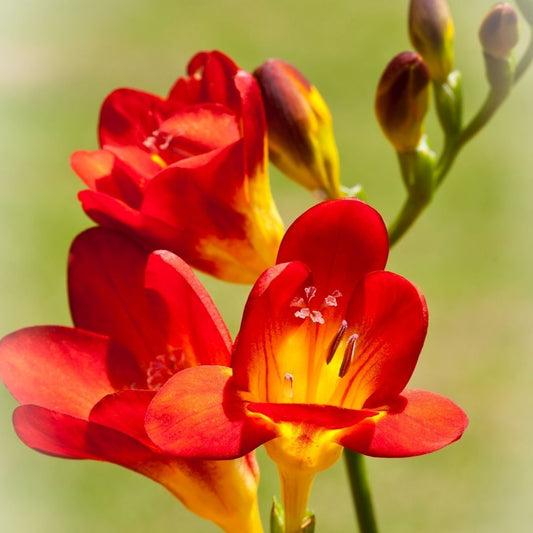Freesias - Red with yellow centre - 25 bulbs p-pack (76)