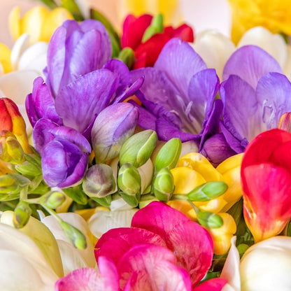 Freesias - Double Mixed (Double) - 50 bulbs p-pack (213)