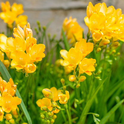 Freesias - Yellow - 25 bulbs p-pack (13)