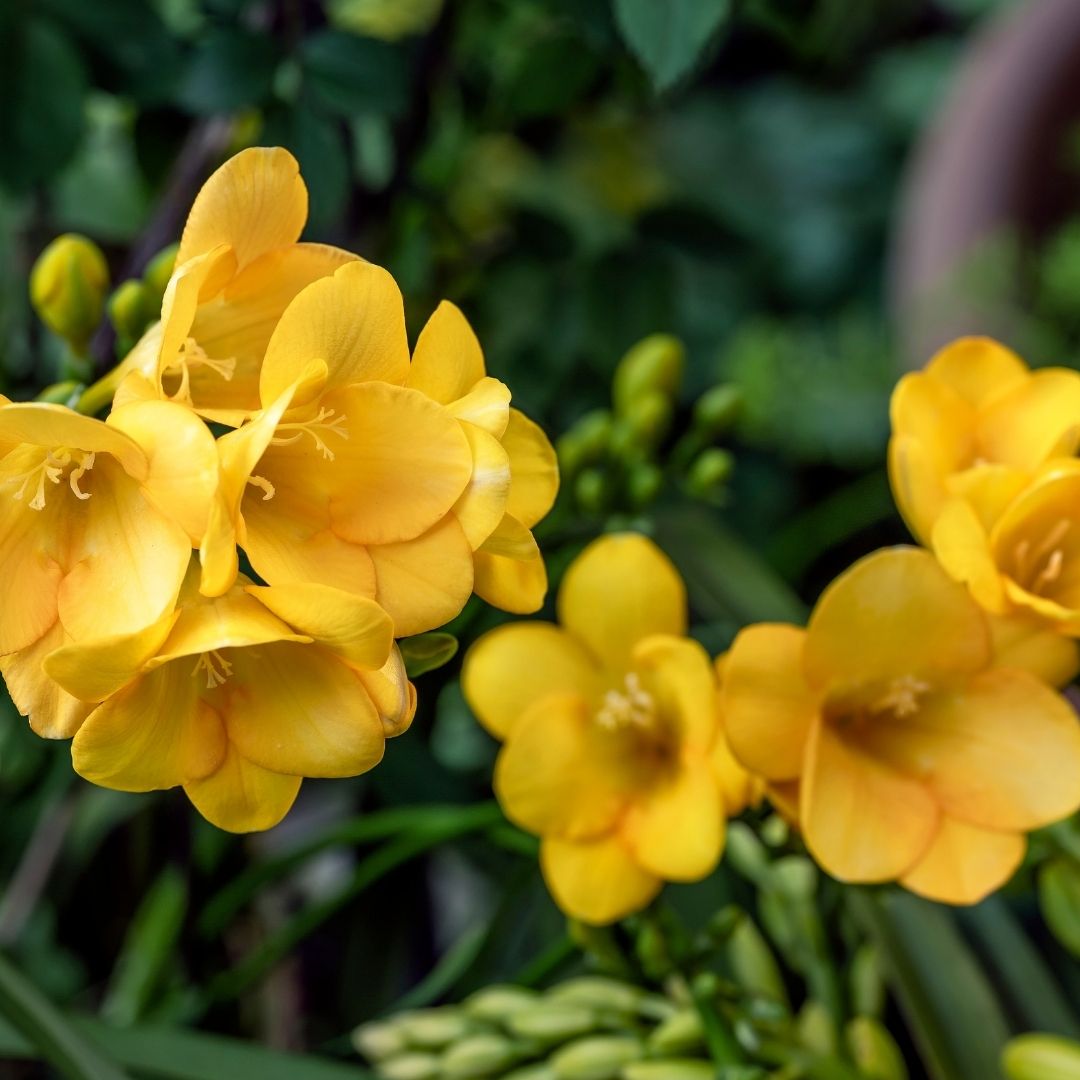 Freesias - Yellow - 25 bulbs p-pack (13)