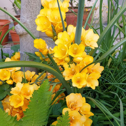 Freesias - Yellow - 25 bulbs p-pack (13)