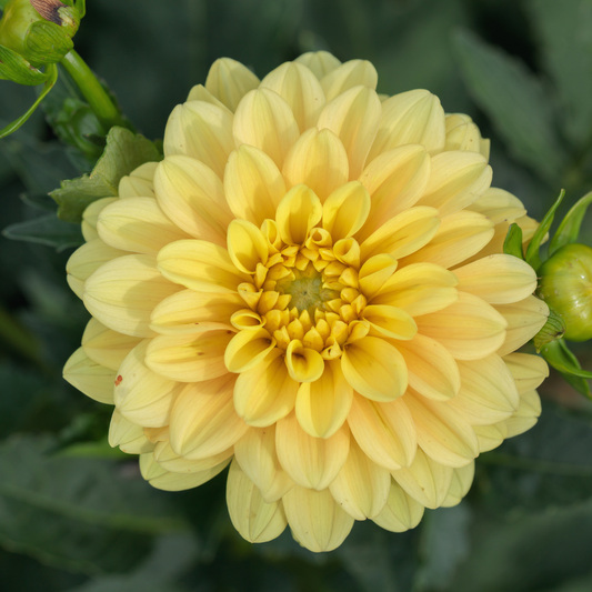 Dahlia Decorative - Golden Emblem - 1 bulb p-pack (125)