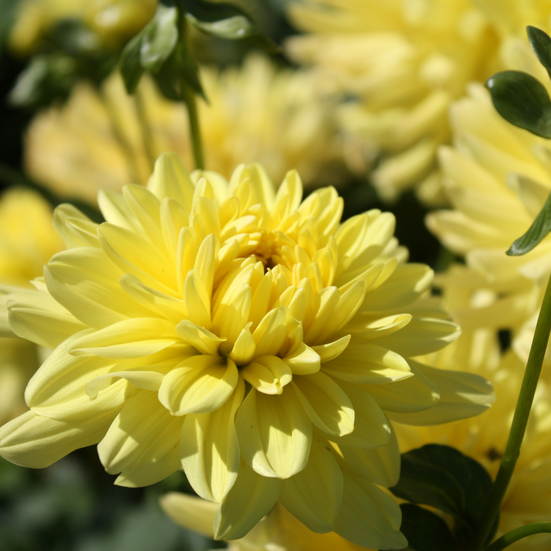 Dahlia Decorative - Golden Emblem - 1 bulb p-pack (125)