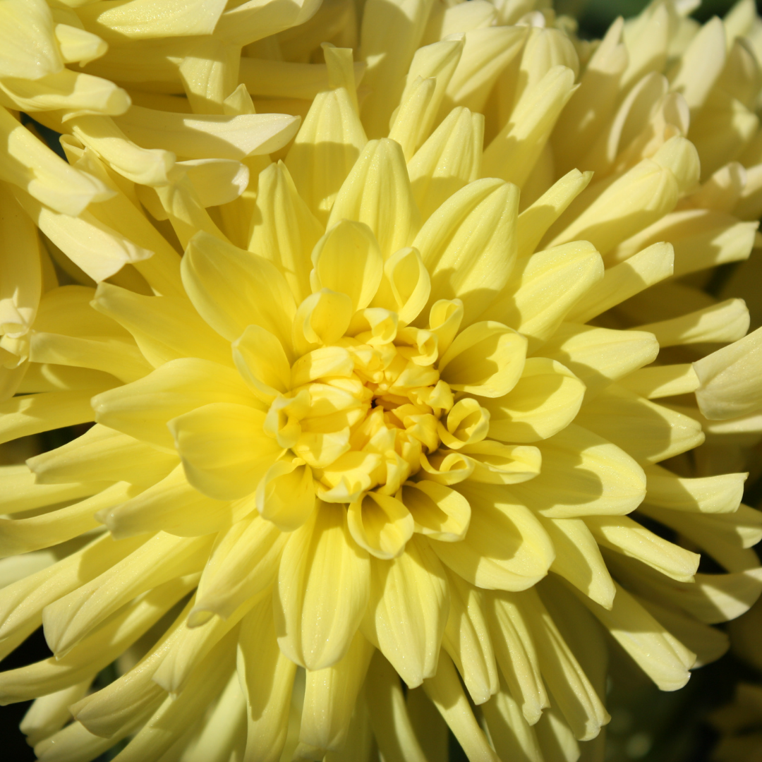Dahlia Decorative - Golden Emblem - 1 bulb p-pack (125)