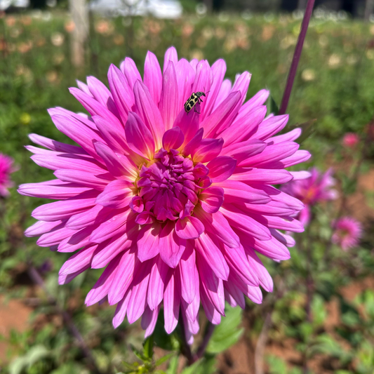 Dahlia Cactus - Good Earth - 1 bulb p-pack (63)