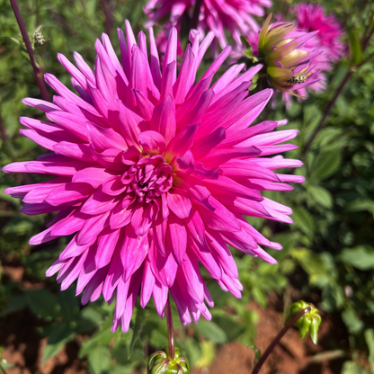 Dahlia Cactus - Good Earth - 1 bulb p-pack (63)