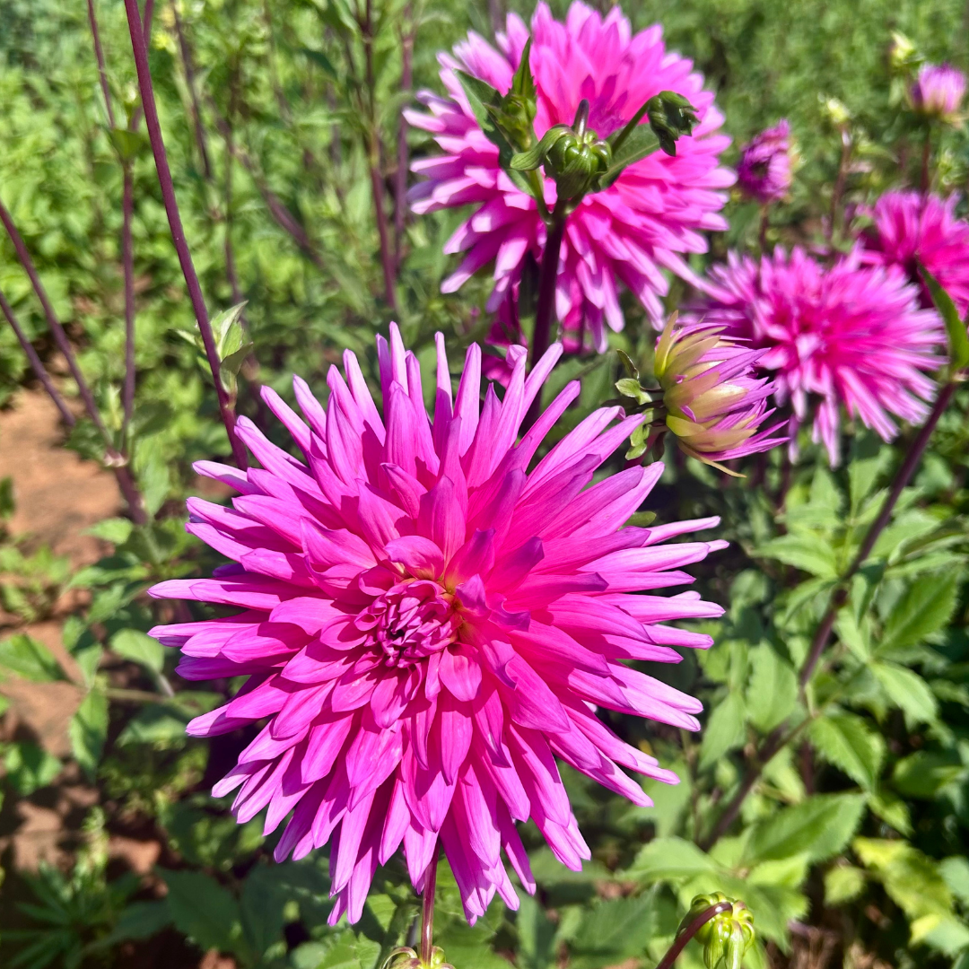 Dahlia Cactus - Good Earth - 1 bulb p-pack (63)