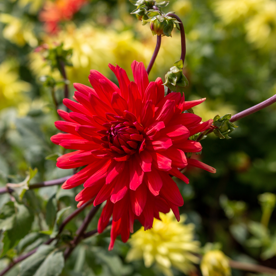 Dahlia Border - Graz - 2 bulbs p-pack (442)