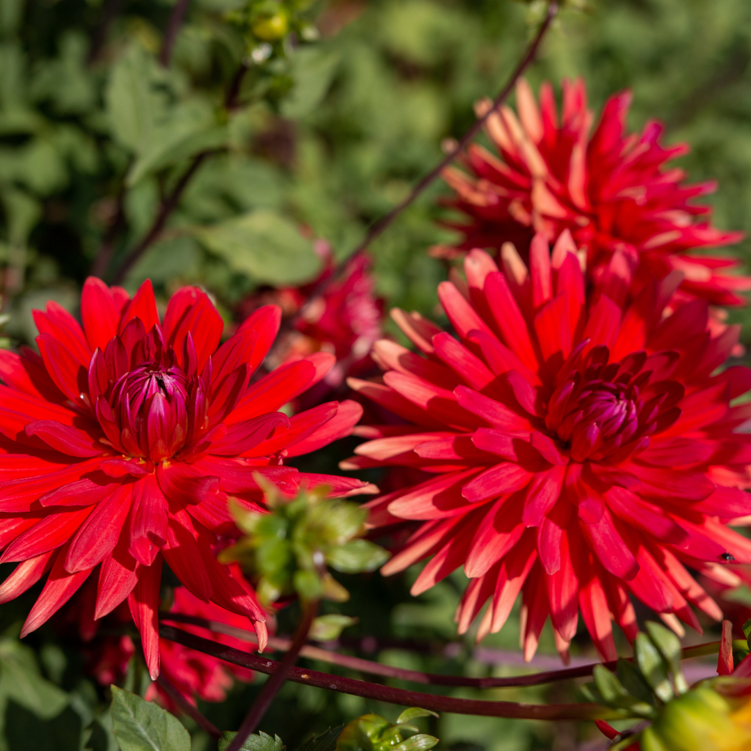 Dahlia Border - Graz - 2 bulbs p-pack (442)