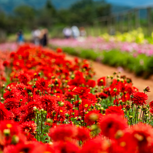 Dahlia Border - Graz - 2 bulbs p-pack (442)