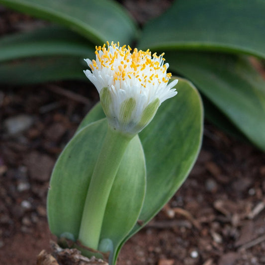 Haemanthus albiflos Evergreen - 5 bulbs p-pack