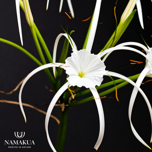 Hymenocallis harrisiana - 10 bulbs p-pack