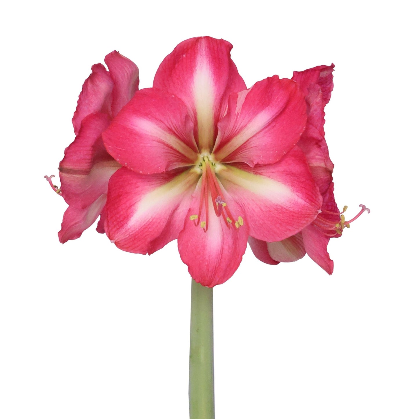 Amaryllis - Symphony Single - Hypnotic - 1 bulb p-pack (4901)