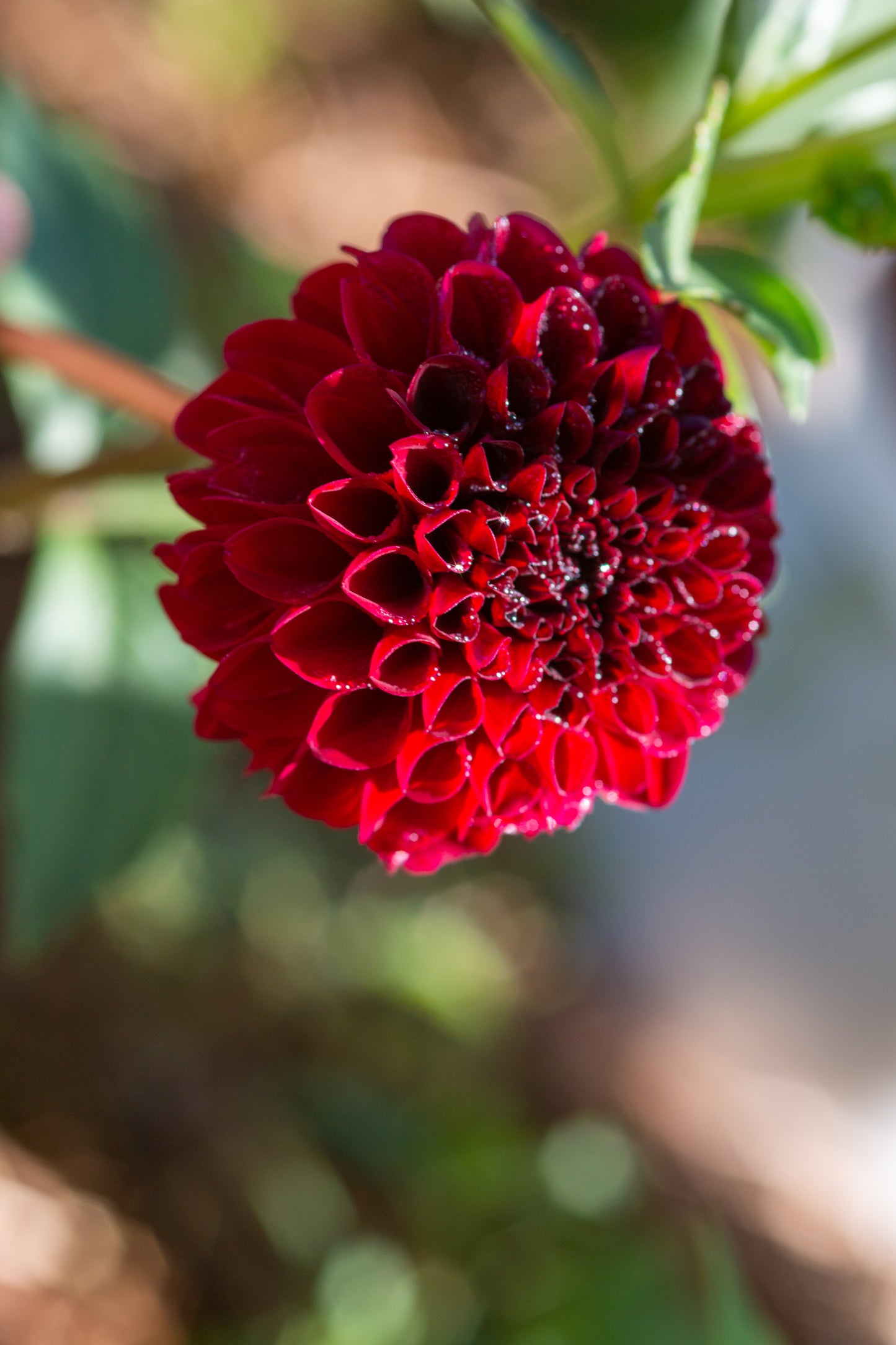 Dahlia Pompon - Natal - 1 bulbs p-pack (6578)