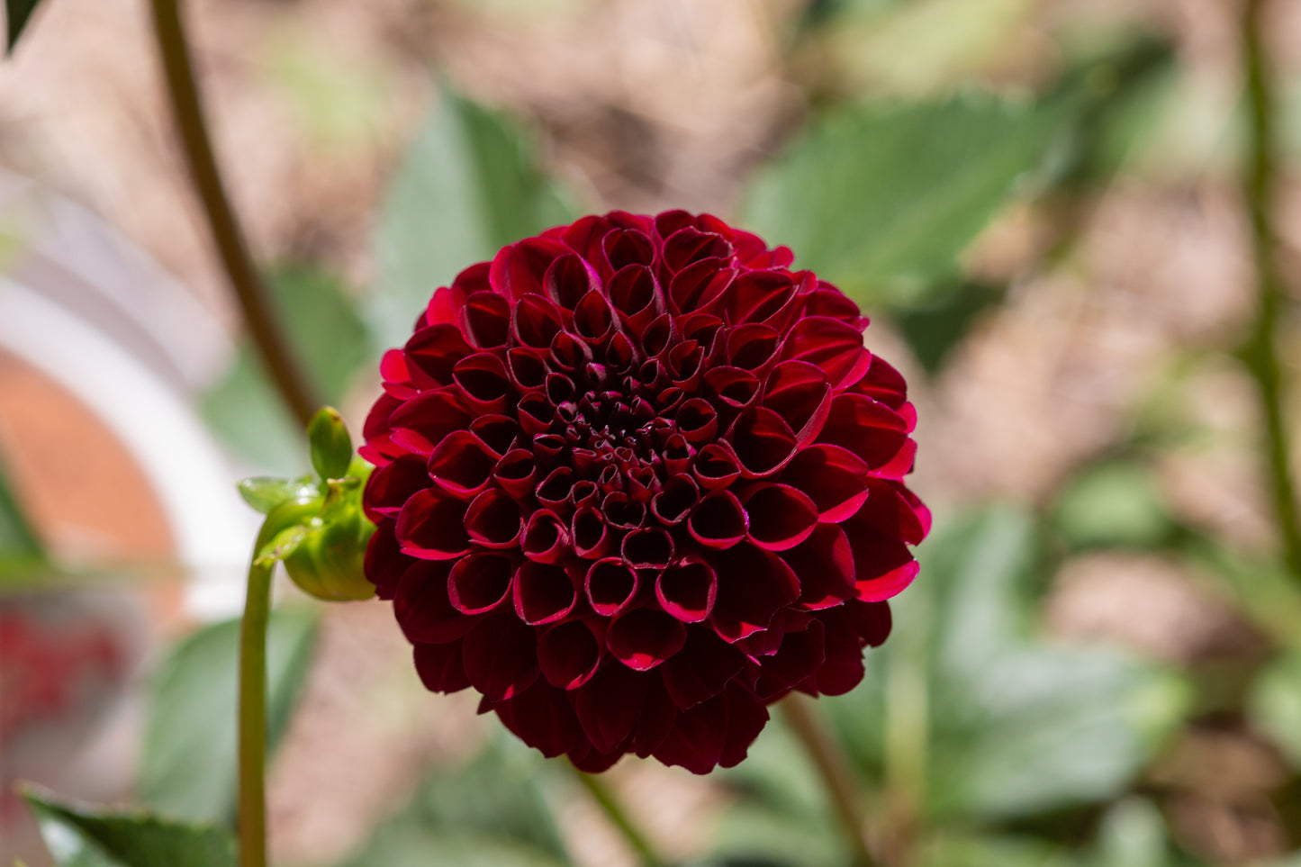 Dahlia Pompon - Natal - 1 bulbs p-pack (6578)
